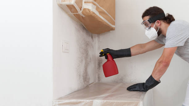 Professional Basement Mold Remediation technician working in Linthicum Heights, MD